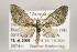  (Eupithecia emporia - ID 16145)  @15 [ ] Copyright (2010) Gunnar Brehm Institut fuer Spezielle Zoologie und Evolutionsbiologie, Friedrich-Schiller Universitat Jena