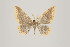  ( - ID 16152)  @13 [ ] Copyright (2010) Gunnar Brehm Institut fuer Spezielle Zoologie und Evolutionsbiologie, Friedrich-Schiller Universitat Jena
