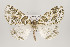  ( - ID 16165)  @14 [ ] Copyright (2010) Gunnar Brehm Institut fuer Spezielle Zoologie und Evolutionsbiologie, Friedrich-Schiller Universitat Jena