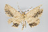  ( - ID 16180)  @14 [ ] Copyright (2010) Gunnar Brehm Institut fuer Spezielle Zoologie und Evolutionsbiologie, Friedrich-Schiller Universitat Jena