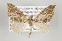  ( - ID 16186)  @14 [ ] Copyright (2010) Gunnar Brehm Institut fuer Spezielle Zoologie und Evolutionsbiologie, Friedrich-Schiller Universitat Jena