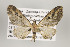 ( - ID 16195)  @15 [ ] Copyright (2010) Gunnar Brehm Institut fuer Spezielle Zoologie und Evolutionsbiologie, Friedrich-Schiller Universitat Jena
