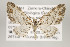  ( - ID 16218)  @15 [ ] Copyright (2010) Gunnar Brehm Institut fuer Spezielle Zoologie und Evolutionsbiologie, Friedrich-Schiller Universitat Jena