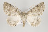  (Brachyctenistis incongruata - ID 16232)  @14 [ ] Copyright (2010) Gunnar Brehm Institut fuer Spezielle Zoologie und Evolutionsbiologie, Friedrich-Schiller Universitat Jena