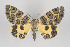  ( - ID 16235)  @13 [ ] Copyright (2010) Gunnar Brehm Institut fuer Spezielle Zoologie und Evolutionsbiologie, Friedrich-Schiller Universitat Jena