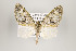  ( - ID 16252)  @13 [ ] Copyright (2010) Gunnar Brehm Institut fuer Spezielle Zoologie und Evolutionsbiologie, Friedrich-Schiller Universitat Jena
