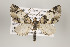  (Eupithecia versiplaga group - ID 16259)  @14 [ ] Copyright (2010) Gunnar Brehm Institut fuer Spezielle Zoologie und Evolutionsbiologie, Friedrich-Schiller Universitat Jena