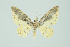  ( - ID 16277)  @12 [ ] Copyright (2010) Gunnar Brehm Institut fuer Spezielle Zoologie und Evolutionsbiologie, Friedrich-Schiller Universitat Jena