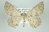  ( - ID 16292)  @13 [ ] Copyright (2010) Gunnar Brehm Institut fuer Spezielle Zoologie und Evolutionsbiologie, Friedrich-Schiller Universitat Jena