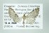  ( - ID 16302)  @13 [ ] Copyright (2010) Gunnar Brehm Institut fuer Spezielle Zoologie und Evolutionsbiologie, Friedrich-Schiller Universitat Jena