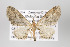  ( - ID 16310)  @14 [ ] Copyright (2010) Gunnar Brehm Institut fuer Spezielle Zoologie und Evolutionsbiologie, Friedrich-Schiller Universitat Jena