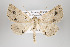  ( - ID 16320)  @13 [ ] Copyright (2010) Gunnar Brehm Institut fuer Spezielle Zoologie und Evolutionsbiologie, Friedrich-Schiller Universitat Jena
