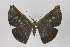  ( - ID 16347)  @13 [ ] Copyright (2010) Gunnar Brehm Institut fuer Spezielle Zoologie und Evolutionsbiologie, Friedrich-Schiller Universitat Jena