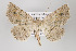  ( - ID 16364)  @13 [ ] Copyright (2010) Gunnar Brehm Institut fuer Spezielle Zoologie und Evolutionsbiologie, Friedrich-Schiller Universitat Jena