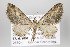  (Eupithecia duena - ID 16368)  @15 [ ] Copyright (2010) Gunnar Brehm Institut fuer Spezielle Zoologie und Evolutionsbiologie, Friedrich-Schiller Universitat Jena