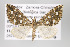 ( - ID 16377)  @14 [ ] Copyright (2010) Gunnar Brehm Institut fuer Spezielle Zoologie und Evolutionsbiologie, Friedrich-Schiller Universitat Jena