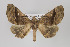  (Pero pretensa group - ID 16385)  @15 [ ] Copyright (2010) Gunnar Brehm Institut fuer Spezielle Zoologie und Evolutionsbiologie, Friedrich-Schiller Universitat Jena
