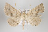  ( - ID 16389)  @13 [ ] Copyright (2010) Gunnar Brehm Institut fuer Spezielle Zoologie und Evolutionsbiologie, Friedrich-Schiller Universitat Jena