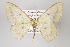  ( - ID 16390)  @15 [ ] Copyright (2010) Gunnar Brehm Institut fuer Spezielle Zoologie und Evolutionsbiologie, Friedrich-Schiller Universitat Jena
