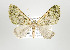  ( - ID 17798)  @14 [ ] Copyright (2010) Unspecified Institut fuer Spezielle Zoologie und Evolutionsbiologie, Friedrich-Schiller Universitat Jena