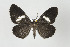  ( - ID 17805)  @13 [ ] Copyright (2010) Unspecified Institut fuer Spezielle Zoologie und Evolutionsbiologie, Friedrich-Schiller Universitat Jena