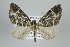  ( - ID 17828)  @14 [ ] Copyright (2010) Unspecified Institut fuer Spezielle Zoologie und Evolutionsbiologie, Friedrich-Schiller Universitat Jena