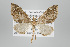  ( - ID 17834)  @14 [ ] Copyright (2010) Unspecified Institut fuer Spezielle Zoologie und Evolutionsbiologie, Friedrich-Schiller Universitat Jena