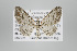  ( - ID 17837)  @14 [ ] Copyright (2010) Unspecified Institut fuer Spezielle Zoologie und Evolutionsbiologie, Friedrich-Schiller Universitat Jena