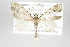  ( - ID 17925)  @14 [ ] Copyright (2010) Unspecified Institut fuer Spezielle Zoologie und Evolutionsbiologie, Friedrich-Schiller Universitat Jena