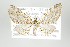  (Eupithecia rubellicincta group - ID 17932)  @15 [ ] Copyright (2010) Unspecified Institut fuer Spezielle Zoologie und Evolutionsbiologie, Friedrich-Schiller Universitat Jena