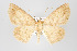  ( - ID 17973)  @14 [ ] Copyright (2010) Unspecified Institut fuer Spezielle Zoologie und Evolutionsbiologie, Friedrich-Schiller Universitat Jena