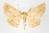  ( - ID 17974)  @15 [ ] Copyright (2010) Unspecified Institut fuer Spezielle Zoologie und Evolutionsbiologie, Friedrich-Schiller Universitat Jena