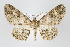  ( - ID 17999)  @15 [ ] Copyright (2010) Unspecified Institut fuer Spezielle Zoologie und Evolutionsbiologie, Friedrich-Schiller Universitat Jena