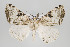  ( - ID 15653)  @15 [ ] Copyright (2010) Gunnar Brehm Institut fuer Spezielle Zoologie und Evolutionsbiologie, Friedrich-Schiller Universitat Jena