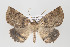  ( - ID 15658)  @14 [ ] Copyright (2010) Gunnar Brehm Institut fuer Spezielle Zoologie und Evolutionsbiologie, Friedrich-Schiller Universitat Jena