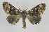  ( - ID 15660)  @15 [ ] Copyright (2010) Gunnar Brehm Institut fuer Spezielle Zoologie und Evolutionsbiologie, Friedrich-Schiller Universitat Jena