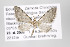  ( - ID 15662)  @13 [ ] Copyright (2010) Gunnar Brehm Institut fuer Spezielle Zoologie und Evolutionsbiologie, Friedrich-Schiller Universitat Jena