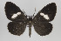  ( - ID 15666)  @14 [ ] Copyright (2010) Gunnar Brehm Institut fuer Spezielle Zoologie und Evolutionsbiologie, Friedrich-Schiller Universitat Jena