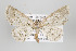  ( - ID 15672)  @14 [ ] Copyright (2010) Gunnar Brehm Institut fuer Spezielle Zoologie und Evolutionsbiologie, Friedrich-Schiller Universitat Jena