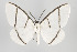  (Carpella aequidistans - ID 15681)  @14 [ ] Copyright (2010) Gunnar Brehm Institut fuer Spezielle Zoologie und Evolutionsbiologie, Friedrich-Schiller Universitat Jena