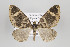  (Smileuma - ID 15683)  @14 [ ] Copyright (2010) Gunnar Brehm Institut fuer Spezielle Zoologie und Evolutionsbiologie, Friedrich-Schiller Universitat Jena