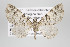  (Eupithecia nr. contexta - ID 15698)  @14 [ ] Copyright (2010) Gunnar Brehm Institut fuer Spezielle Zoologie und Evolutionsbiologie, Friedrich-Schiller Universitat Jena