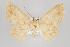  ( - ID 15804)  @14 [ ] Copyright (2010) Gunnar Brehm Institut fuer Spezielle Zoologie und Evolutionsbiologie, Friedrich-Schiller Universitat Jena