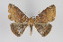  ( - ID 15805)  @13 [ ] Copyright (2010) Gunnar Brehm Institut fuer Spezielle Zoologie und Evolutionsbiologie, Friedrich-Schiller Universitat Jena