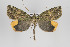  ( - ID 15807)  @14 [ ] Copyright (2010) Gunnar Brehm Institut fuer Spezielle Zoologie und Evolutionsbiologie, Friedrich-Schiller Universitat Jena