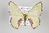  ( - ID 15826)  @14 [ ] Copyright (2010) Gunnar Brehm Institut fuer Spezielle Zoologie und Evolutionsbiologie, Friedrich-Schiller Universitat Jena