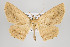  ( - ID 15829)  @13 [ ] Copyright (2010) Gunnar Brehm Institut fuer Spezielle Zoologie und Evolutionsbiologie, Friedrich-Schiller Universitat Jena