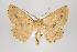  ( - ID 15837)  @14 [ ] Copyright (2010) Gunnar Brehm Institut fuer Spezielle Zoologie und Evolutionsbiologie, Friedrich-Schiller Universitat Jena