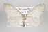  ( - ID 15840)  @13 [ ] Copyright (2010) Gunnar Brehm Institut fuer Spezielle Zoologie und Evolutionsbiologie, Friedrich-Schiller Universitat Jena