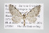  (Eupithecia costivallata - ID 15844)  @14 [ ] Copyright (2010) Gunnar Brehm Institut fuer Spezielle Zoologie und Evolutionsbiologie, Friedrich-Schiller Universitat Jena